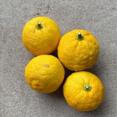 柚子　20個　無農薬の画像