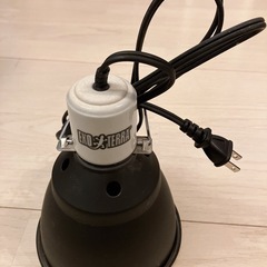 爬虫類  の画像