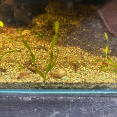 チェリーシュリンプの画像