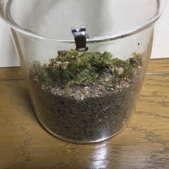 お取引中　テラリウム　ミニチュア細工の画像