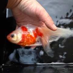 金魚　玉サバ　希少桜玉さばの画像