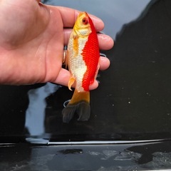 希少　３歳　庄内金魚の画像