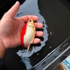 希少　庄内金魚　３歳の画像