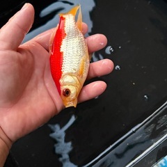 希少　庄内金魚　３歳の画像