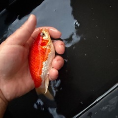 希少　庄内金魚　３歳の画像