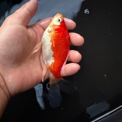 希少　庄内金魚　３歳の画像