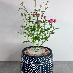 ミニ薔薇ミニチュアローズ/デザイン陶器鉢の画像