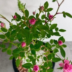 ミニ薔薇ミニチュアローズ/デザイン陶器鉢の画像