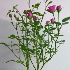 ミニ薔薇ミニチュアローズ/デザイン陶器鉢の画像