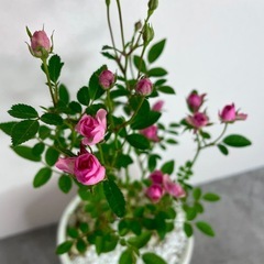ミニ薔薇・ミニチュアローズ/デザイン陶器鉢の画像