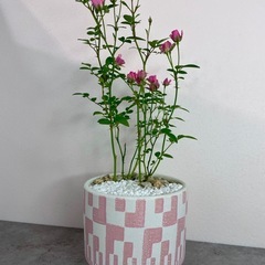 ミニ薔薇・ミニチュアローズ/デザイン陶器鉢の画像