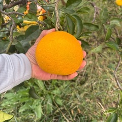 八朔Lサイズ以上4キロ1000円の画像