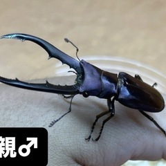 メタリフェルホソアカクワガタ　ペアの画像
