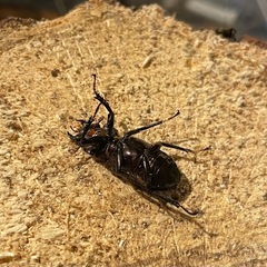 メタリフェルホソアカクワガタ　ペアの画像