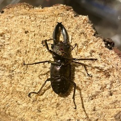 メタリフェルホソアカクワガタ　ペアの画像