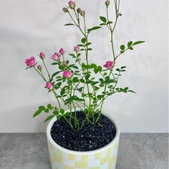 ミニチュアローズ・ミニ薔薇/デザイン陶器鉢の画像