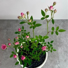 ミニチュアローズ・ミニ薔薇/デザイン陶器鉢の画像