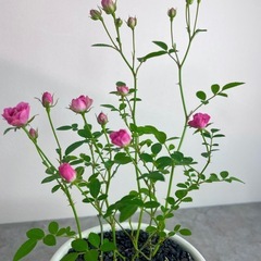 ミニチュアローズ・ミニ薔薇/デザイン陶器鉢の画像