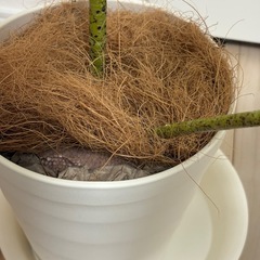【あげます】観葉植物 鉢付き の画像