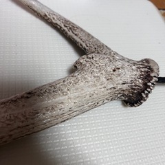 ランタンハンガー 天然の鹿の角
の画像