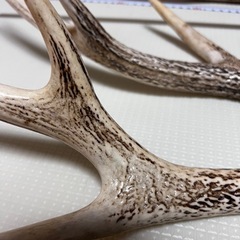 ランタンハンガー 天然の鹿の角
の画像