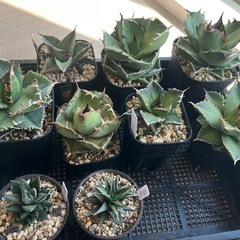 アガベ　チタノタ　オテロイ　色々　観葉植物　多肉植物 の画像