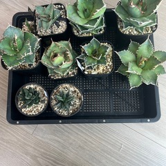 アガベ　チタノタ　オテロイ　色々　観葉植物　多肉植物 の画像