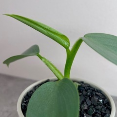 フィロデンドロン・シルバーメタル/北欧風デザイン植木鉢の画像