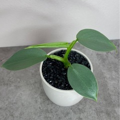 フィロデンドロン・シルバーメタル/北欧風デザイン植木鉢の画像