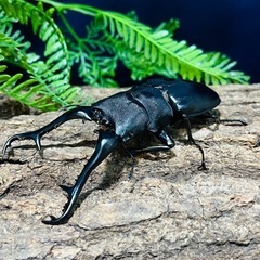 【種親大型 間も無く羽化予定】ギラファノコギリ　幼虫ペアの画像