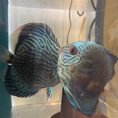 自家産ディスカスの画像