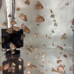 自家産ディスカスの画像