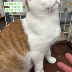 🍀人見知り無し🍀甘えん坊の茶白君🐈個人面会できます☺️