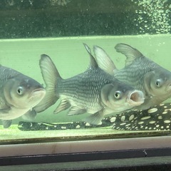 パーカーホショートの画像