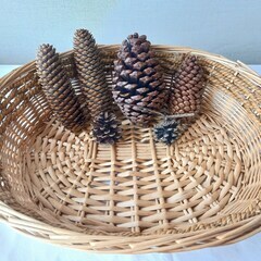 いろんな松ぼっくりたちの画像