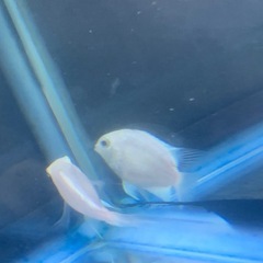 プラチナパロット、ゼブラパロットペアの画像