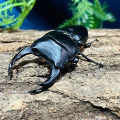 国産オオクワガタ 種親オス87ミリ×メス50ミリ 3齢オス幼虫1頭 能勢SR血統の画像