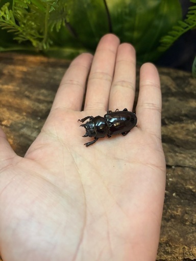 【希少種】 WF1 ウォードコクワガタ　成虫ペア　オス45ミリ メス B品31ミリ 休眠中
