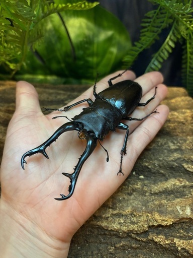 超大型】 ギラファノコギリクワガタオス113ミリ標本 (ゆうと) 北朝霞の