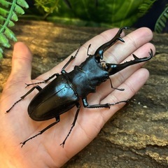 【超大型】 ギラファノコギリクワガタ　オス113ミリ　標本の画像