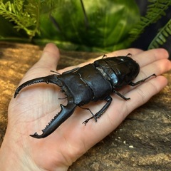 パラワンオオヒラタ　オス109ミリ メス48ミリ　標本の画像