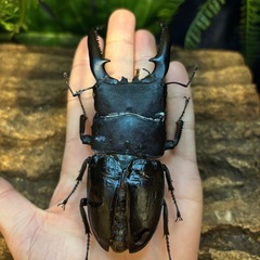 【極レア】 パラワンオオヒラタクワガタ 112.9ミリ　標本の画像