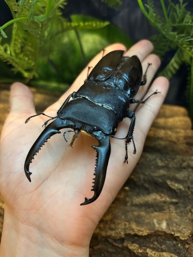 極レア】 パラワンオオヒラタクワガタ 112.9ミリ 極レア】 パラワン