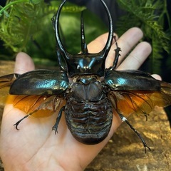 【激レア】　2024年　日本初入荷個体　コーカサスオオカブト　カンボジア産　標本の画像