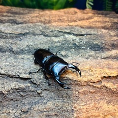 【貴重】WF1 オオクワガタ ペア ① ♂62.6ミリ ♀41.1ミリの画像