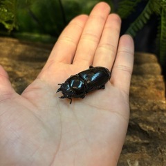 【貴重】WF1 オオクワガタ ペア ① ♂62.6ミリ ♀41.1ミリの画像