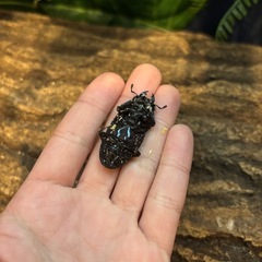 【貴重】WF1 オオクワガタ ペア ① ♂62.6ミリ ♀41.1ミリの画像