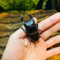 【貴重】WF1 オオクワガタ ペア ② ♂61.3ミリ ♀41.3ミリの画像