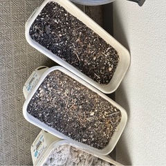 【無料/杉並区】プランター まとめてお譲りします（土入り・現状渡し）の画像