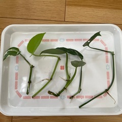 ポトス エンジョイポトス　ライムグリーン　シルバーメタル　マドカズラ　カット苗の画像